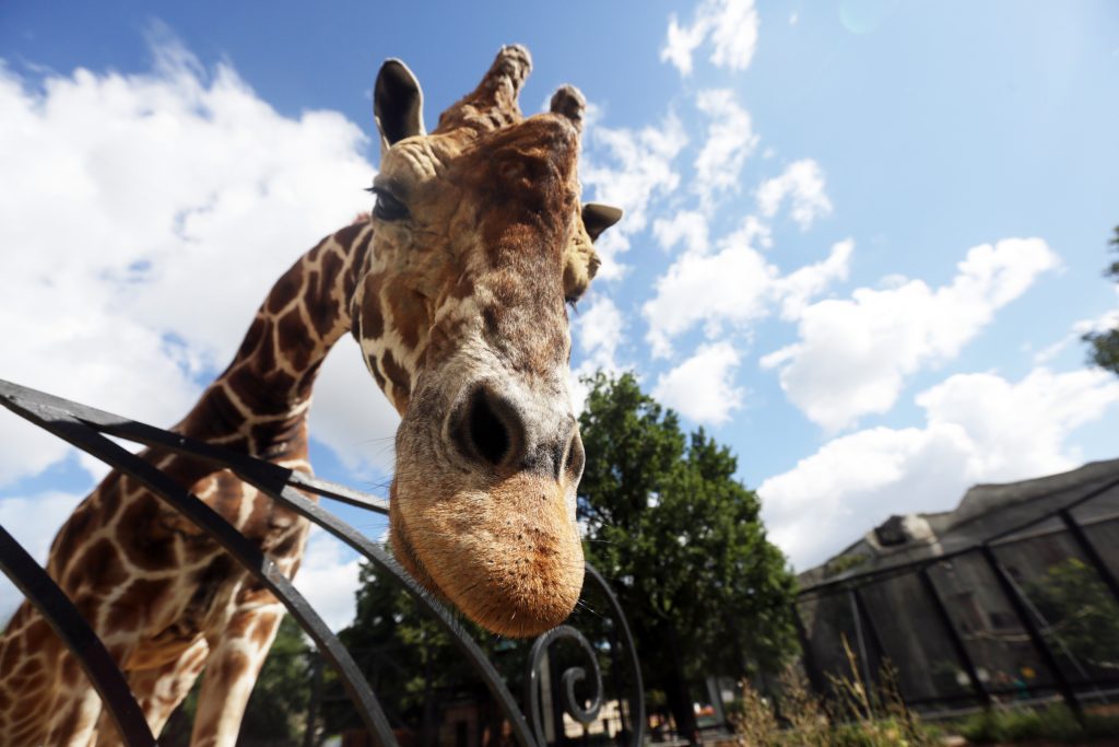 Жирафу Московского зоопарка исполнилось 30 лет