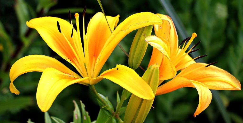 Яркий аромат и таинственный цвет: выставка лилий позднего срока цветения пройдет в Биомузее