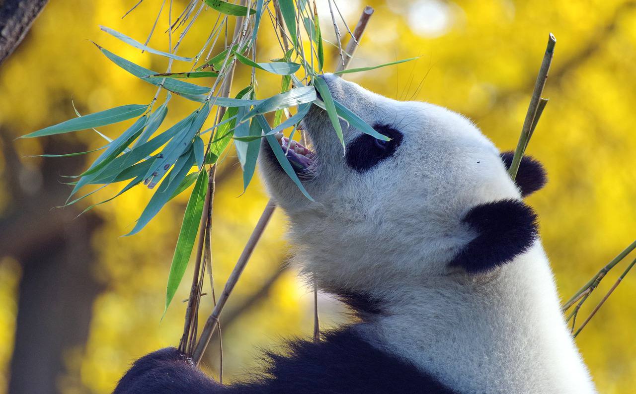В рацион к бамбуку пандам специалисты добавляют и лакомства. Фото: pixabay.com