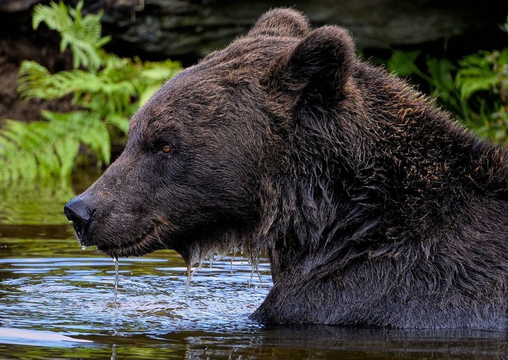 Время рыбалки, или Как медведица Роза добывает себе лакомства в Московском зоопарке
