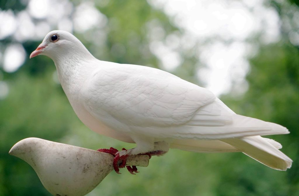 Белый голубь мира: Тематическое мероприятие ко Дню памяти организуют в «Гайдаровке»