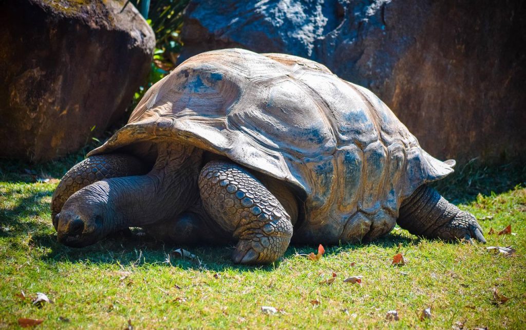 Сейшельская черепаха и арбуз: В Московском зоопарке рассказали о любимых лакомствах рептилии