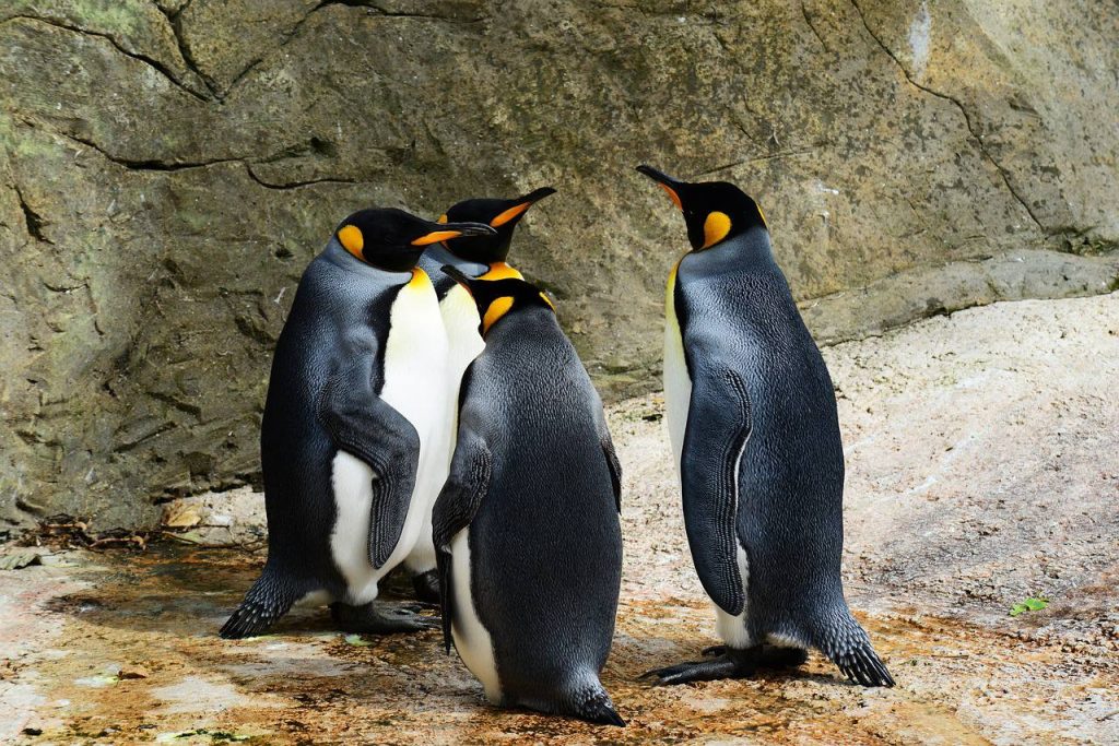 Неуклюжие на суше, ловкие в воде: Горожанам рассказали о буднях пингвинов в Московском зоопарке