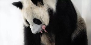 Большие панды впервые в истории России дали потомство. Фото: пресс-служба Московского зоопарка