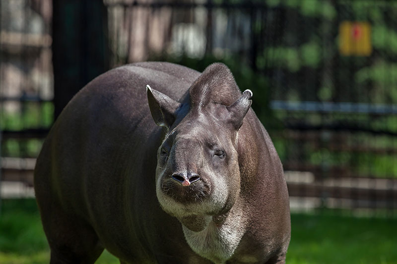 Будни в 35 лет, Или как живет тапир Сью в Московском зоопарке