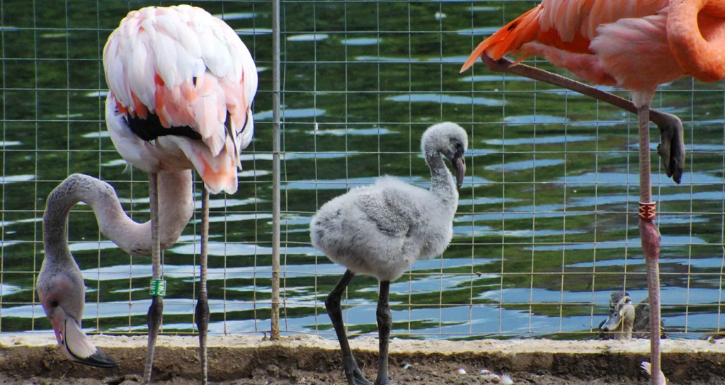 Фламинго и аисты смогут подлетать к посетителям