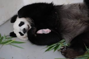 Малыш большой панды стал первым рожденным в России за всю ее историю. Фото: Telegram-канал гендиректора Московского зоопарка 