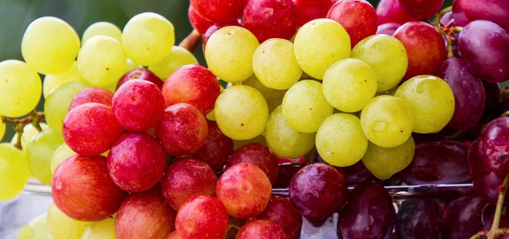 Краски Подмосковья: Выставку винограда организуют в Ботаническом саду МГУ