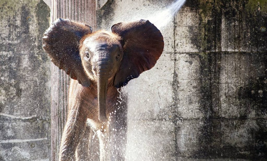 Путешествие Филимона: Слон из Московского зоопарка переехал в Казанский зооботсад