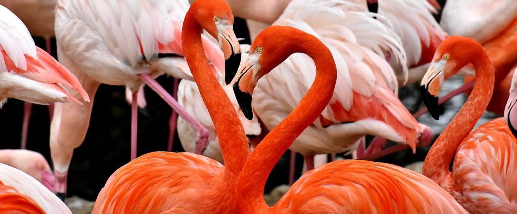 Царская поступь и королевский взгляд: Птенцы фламинго родились в Московском зоопарке