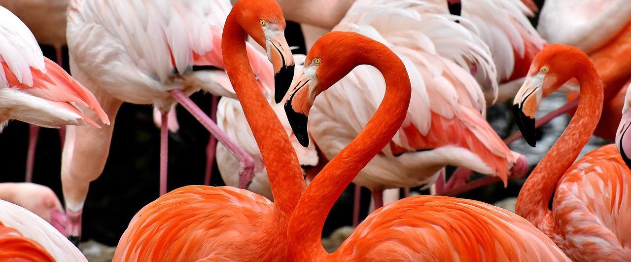 В Московском зоопарке родились семь красных и четыре розовых фламинго. Фото: pixabay.com