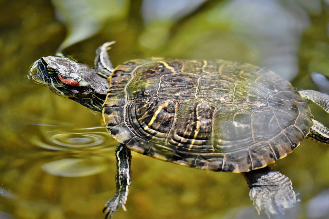 Теперь черепахи будут жить в «Садовом буфете». Фото: pixabay.com