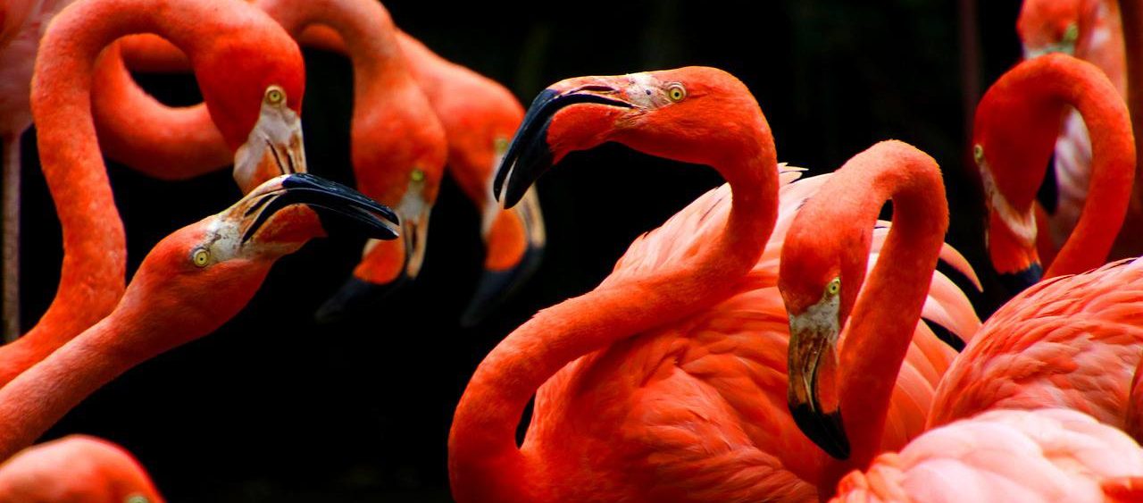 Гости смогут увидеть в авиарии розовых фламинго, марабу, аистов ябиру, ибисов, молотоглавов, африканских цапель и других представителей околоводных африканских птиц. Фото: pixabay.com