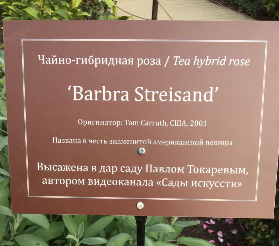 Чайно-гибридная роза получила название в честь знаменитой певицы. Фото: Telegram-канал Ботанического сада МГУ 