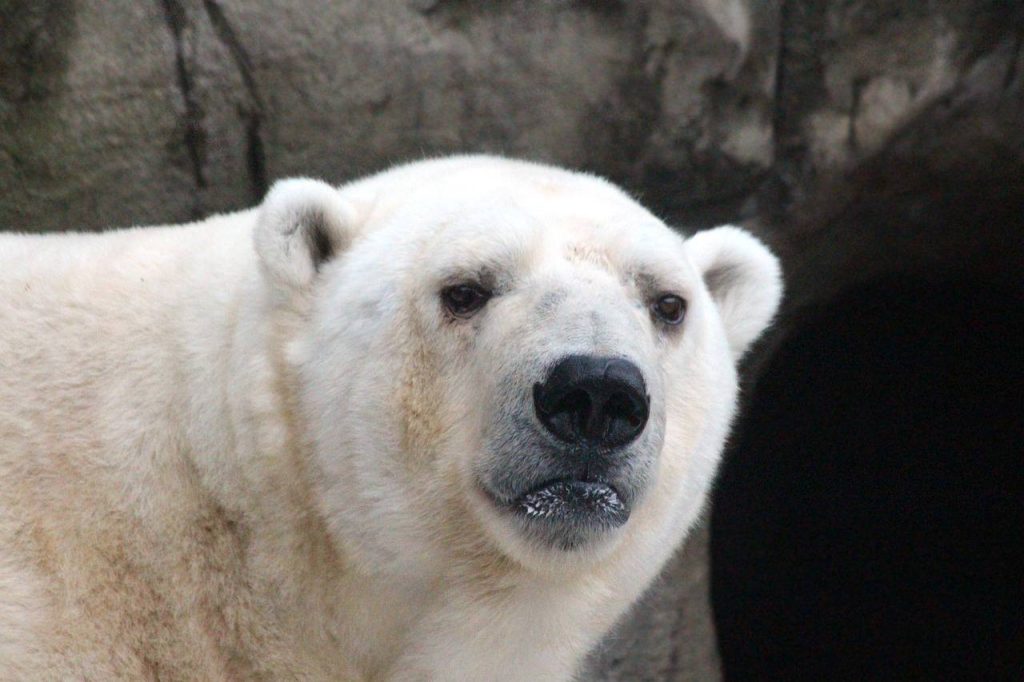 Сотрудники Московского зоопарка спасли белого медведя