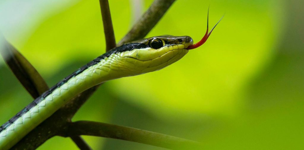 Хижина змеелова: Самая большая в мире выставка ядовитых змей открылась в Московском зоопарке