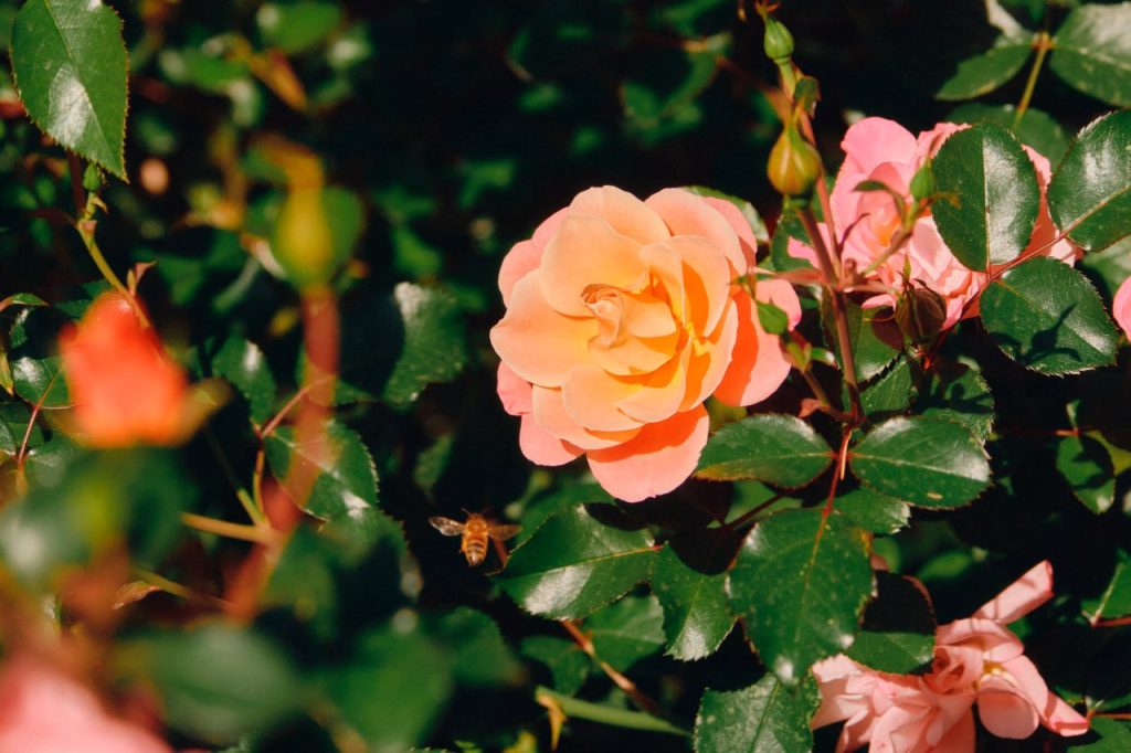 Цветущие розы в сентябре: Горожан пригласили полюбоваться растениями в Парке Горького