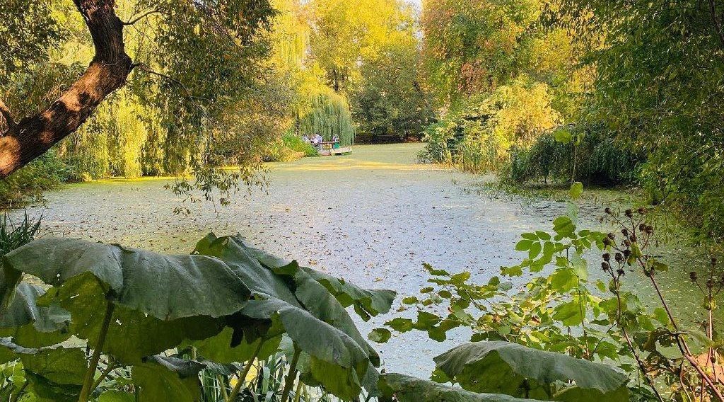 Водное алоэ и кувшинки: Москвичей пригласили посетить старинный пруд в Ботаническом саду МГУ