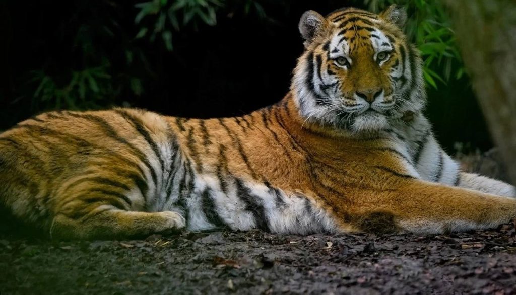 День усатых-полосатых: Развлекательно-познавательную программу в честь Дня тигра проведут в Московском зоопарке