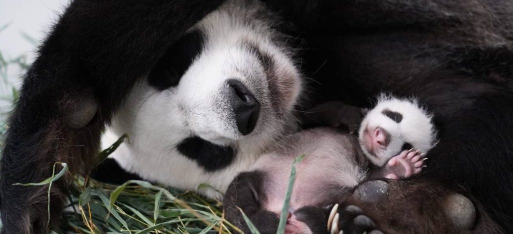 Панда-малышка из Московского зоопарка открыла глаза
