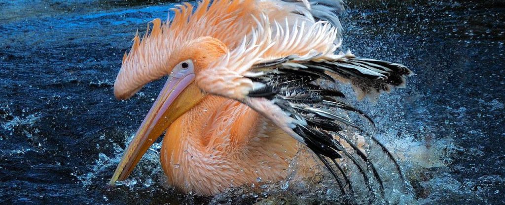 Быстро и четко: Новые технологии применили в Московском зоопарке для подсчета пеликанов