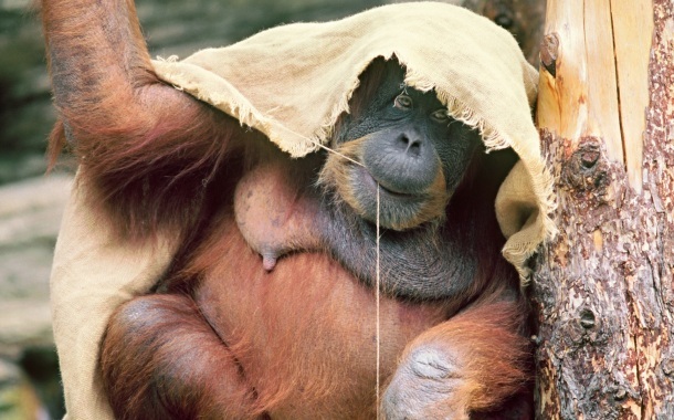 Выздоровление Джелая, или Как вылечили орангутана в Московском зоопарке