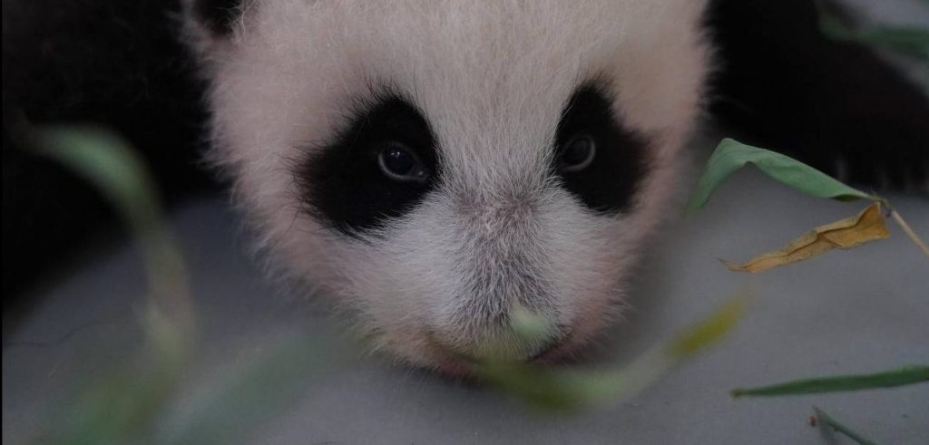 Принюхивается и слышит звуки: двухмесячная панда из Московского зоопарка начала различать предметы