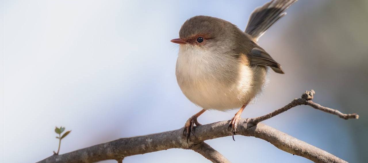 Специалисты рассказали, что особенность крошечных птиц их маленький размер, неповторимый окрас в крапинку и вздернутый кверху хвост. Фото: pixabay.com