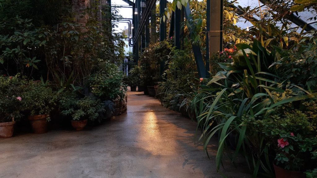Тайная цветочная дорожка, или Как преобразилась Субтропическая оранжерея Ботанического сада МГУ после обновления