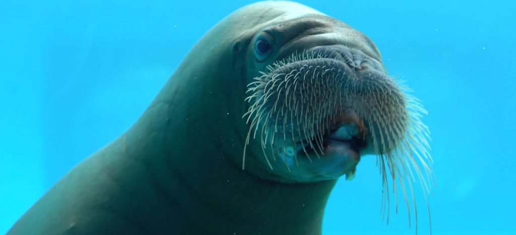Гиганты моря и хозяева Арктики: День моржа и Мирового океана отметят в Московском зоопарке