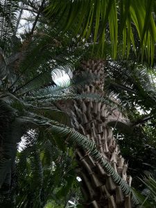 В оранжерее растут высоченные вековые пальмы, кроны которых достают до полка. Фото: Арина Алексеева, «Вечерняя Москва»