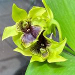 В Ботаническом саду МГУ также расцвели редкие тропические орхидеи. Фото: Telegram-канале «Аптекарского огорода»