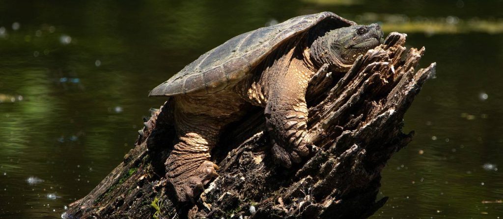 Загадочная улыбка и непростой характер: сотрудники Московского зоопарка рассказали о повадках каймановой черепахи
