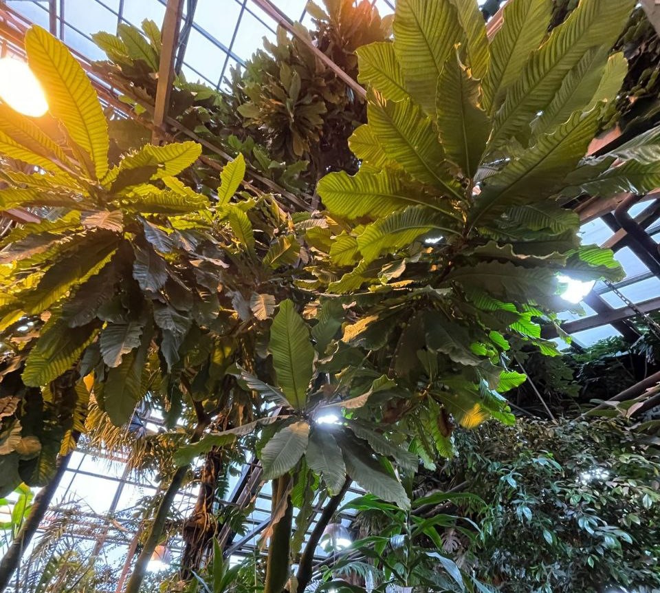 Бразильский гигант: москвичей пригласили осмотреть редкое вечнозеленое дерево в Ботаническом саду МГУ