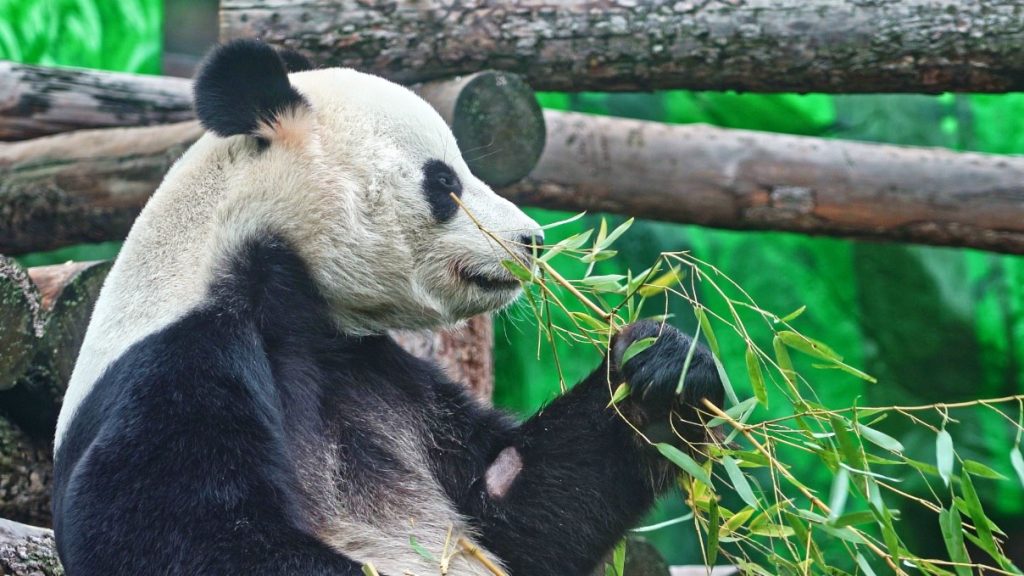 Контроль за здоровьем, или Как прошел регулярный осмотр панды Жуи