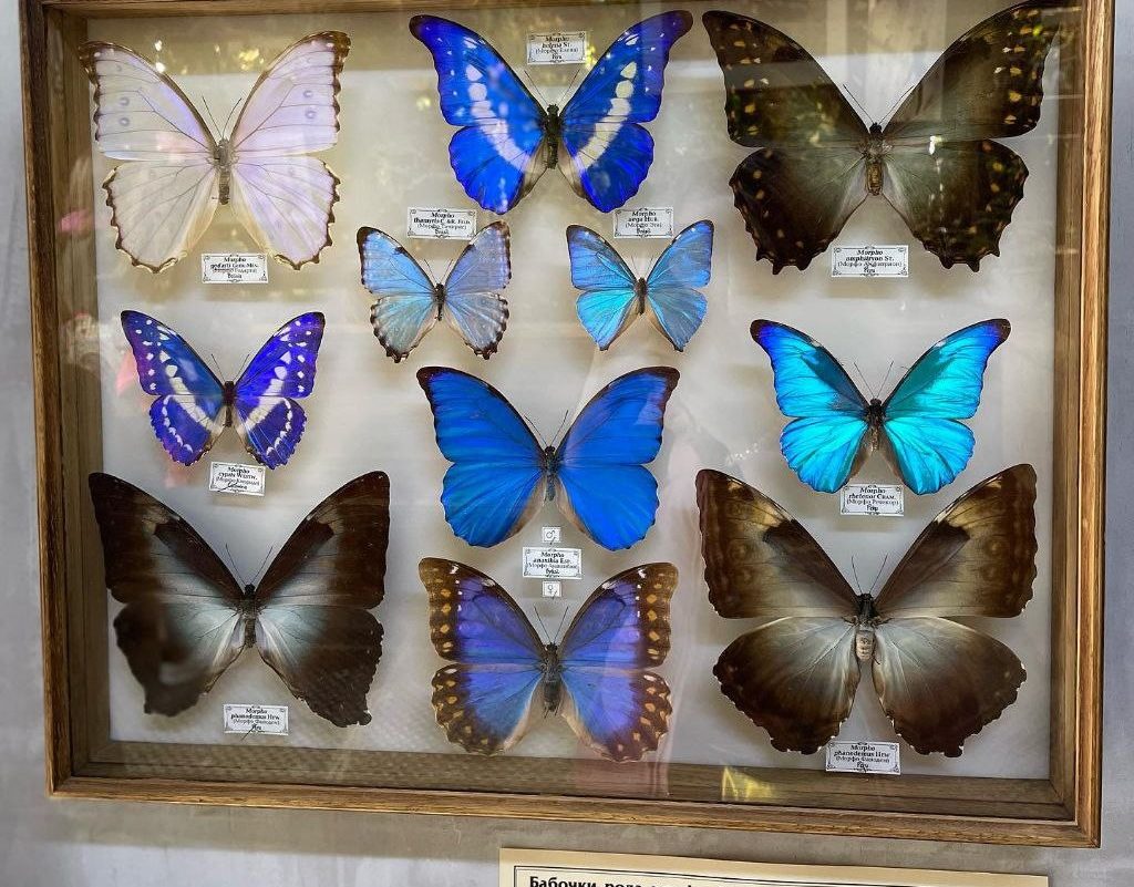 Морфо — значит красивая: уникальная выставка бабочек-гигантов открылась в Ботаническом саду МГУ