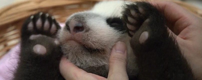 Не по дням, а по часам: зубы появились у малышки панды в Московском зоопарке