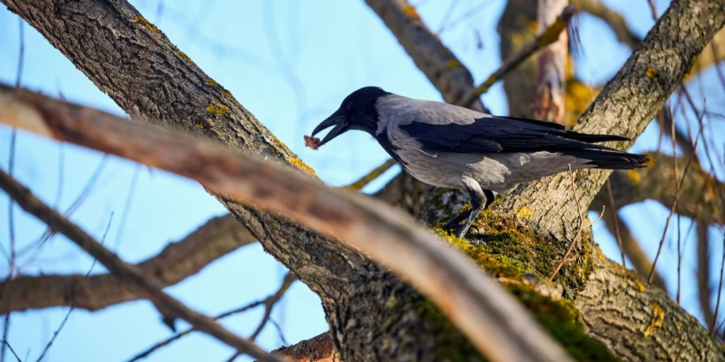 Крылатый ликбез, или Каких птиц можно встретить в Парке Горького