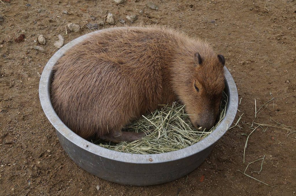 Пополнение в Московском зоопарке принесли семейство капибар