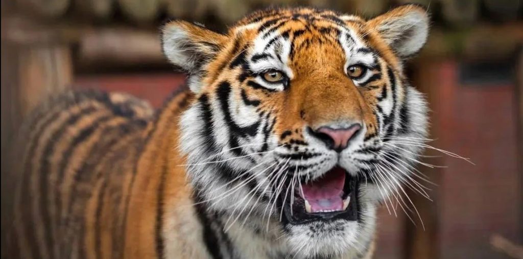 Налево пойдешь — тигров найдешь: «умный» навигатор по территории Московского зоопарка запустили в столице