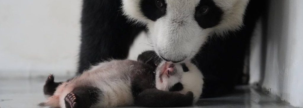 Сяо Мо или Катюша: имя для малышки-панды из Московского зоопарка выберут на портале «Активный гражданин»
