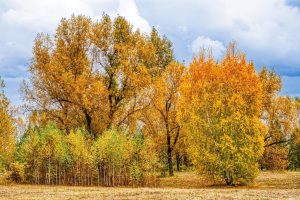 Настоящую «золотую осень» можно увидеть в Орловской области. Фото: pixabay.com
