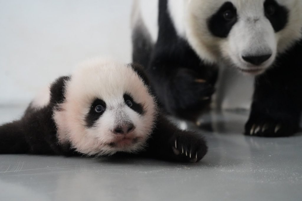 Малышка-панда из Московского зоопарка начала самостоятельно ползать