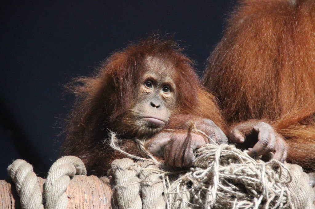 Обезьяна и снег: киперы Московского зоопарка рассказали о развлечениях орангутанов