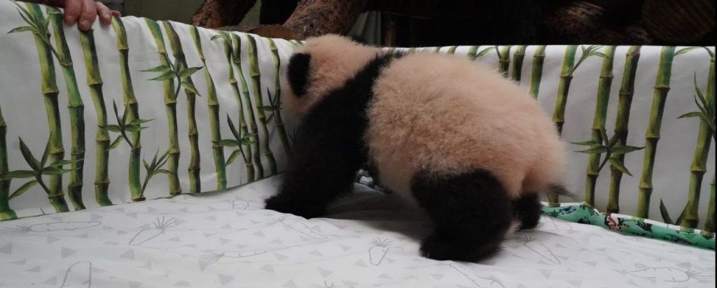 Взрослеет: малышка панды из Московского зоопарка встала на четыре лапки