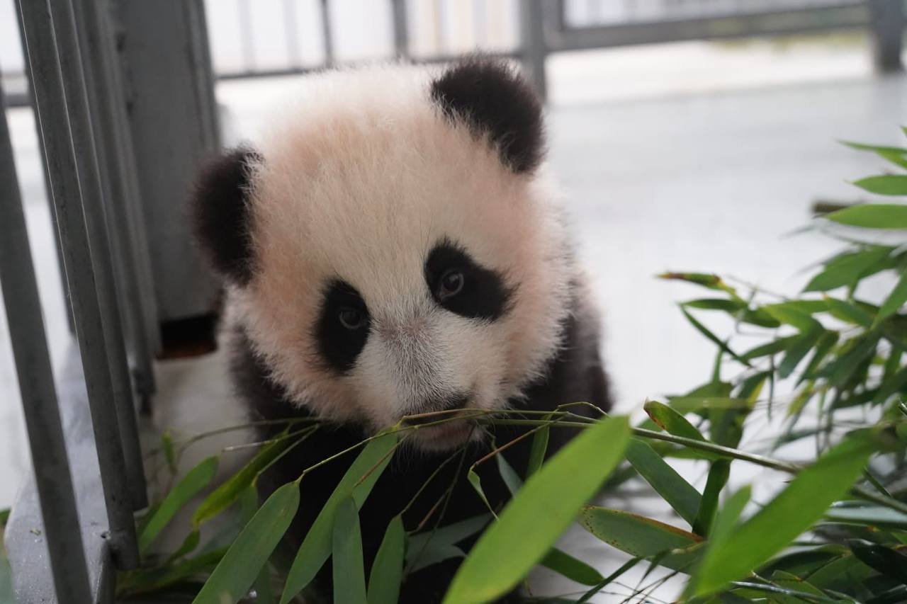 Малышка-панда смогла сделать несколько первых, пока неуверенных, шагов.. Фото: личный Telegram-канал директора Московского зоопарка Светланы Акуловой