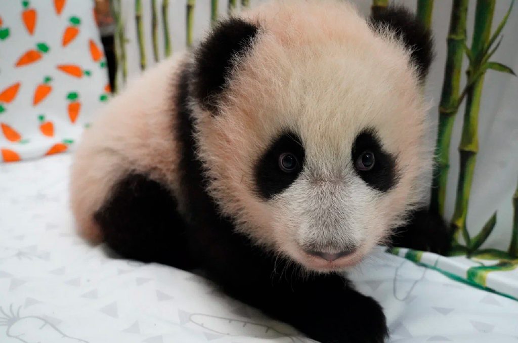 Катюша: жители столицы выбрали имя для маленькой панды из Московского зоопарка