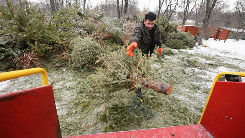 Пункты приема новогодних деревьев открыли в Москве