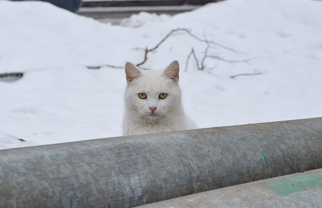 Московские ветеринары оказали помощь около 500 тысячам животных за минувший год