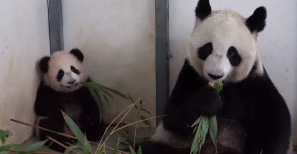 Новыми кадрами малышки панды поделились сотрудники Московского зоопарка